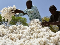 Togo: Cotton farmers will spend a little more to get seed cotton during the 2022-2023 season